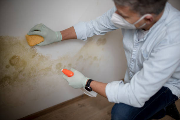 Best Insurance-Related Mold Remediation in Mount Vernon, NY