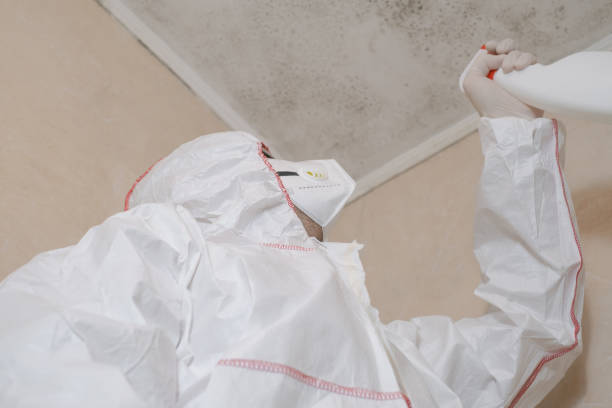 Best Residential Mold Remediation in Mount Vernon, NY