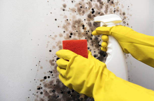 Best Health and Safety Mold Remediation in Mount Vernon, NY