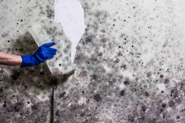 Best Health and Safety Mold Remediation in Mount Vernon, NY
